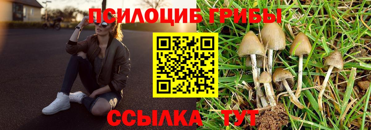 где купить наркоту  Вход с VPN  Ртищево  Галлюциногенные грибы мухоморы 